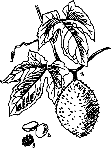 Hình 672. Hạt gấc - Momordica cochinchinensis