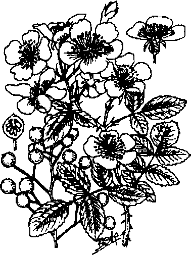 Hình 676. Tầm xuân - Rosa multiflora