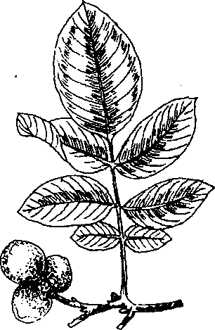 Hình 677. Hồ đào - Juglans regia