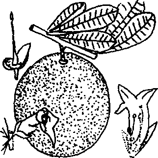 Hình 678. Hồ đào - Juglans regia