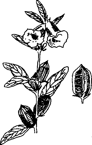 Hình 679. Hồ đào - Juglans regia