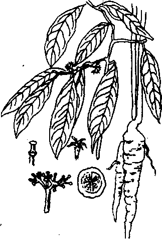 Hình 680. Bổ béo - Gomphandra tonkinensis
