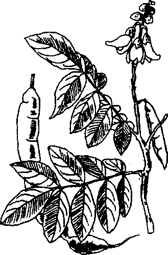 Hình 681. Cát sâm - Millettia speciosa