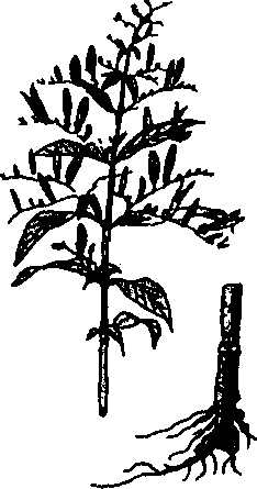 Hình 682. Cát sâm - Millettia speciosa