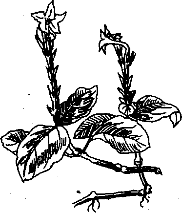 Hình 683. Cây cơm nếp - Strobilanthes acrocephalus
