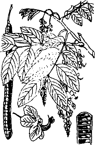 Hình 688. Ô môi - Cassia grandis