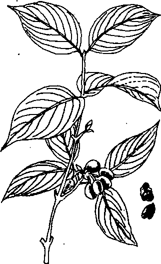 Hình 690. Ô môi - Cassia grandis