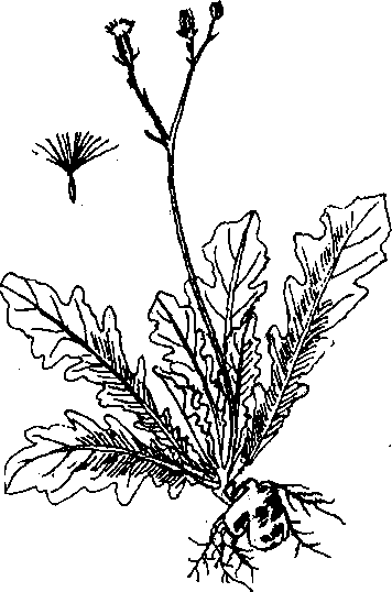 Hình 692. Ô môi - Cassia grandis