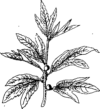 Hình 694. Ô môi - Cassia grandis