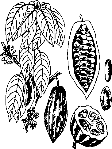 Hình 695. Ô môi - Cassia grandis