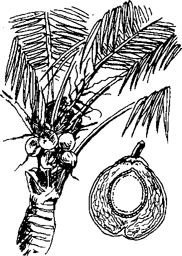 Hình 696. Ô môi - Cassia grandis