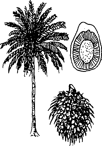 Hình 697. Cọ dầu - Elaeis guineensis