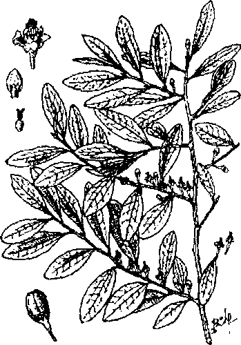 Hình 698. Cọ dầu - Elaeis guineensis