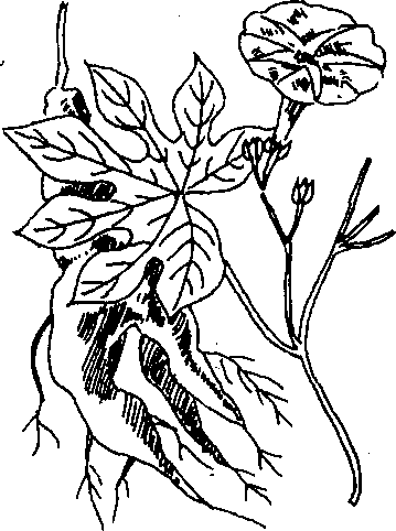 Hình 708. Tích dương