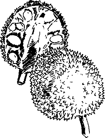 Hình 709. Cây xa kê - Artocarpus incisa