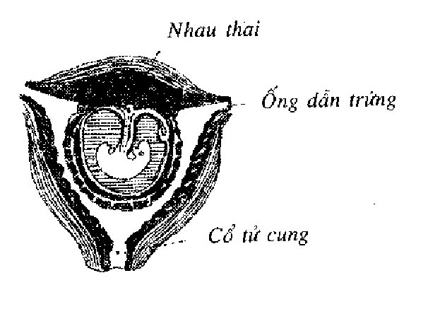 Hình 715. Xxi. các vị thuốc bổ nguồn gốc động vật