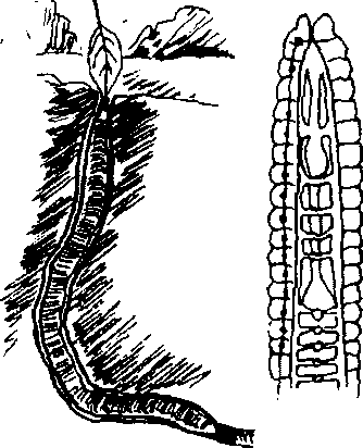 Hình 728. Phân người