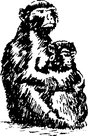 Hình 731. Phân người