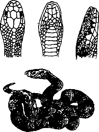 Hình 738. Long duyên hương - Ambra grisea