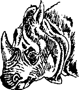 Hình 745. Tê giác - Rhinoceros unicornis