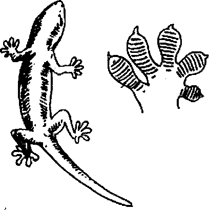 Hình 747. Thạch sùng - Hemidactylus frenatus
