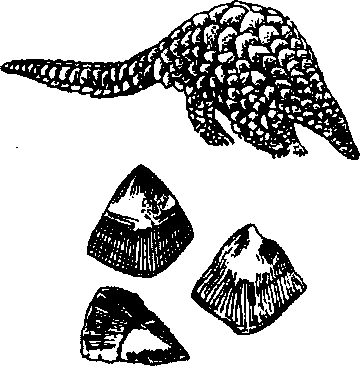 Hình 749. Thạch sùng - Hemidactylus frenatus