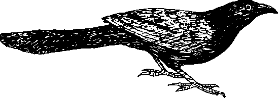 Hình 750. Thạch sùng - Hemidactylus frenatus