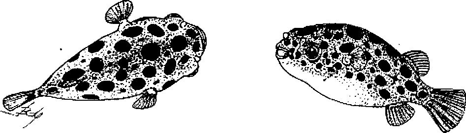 Hình 752. Thạch sùng - Hemidactylus frenatus