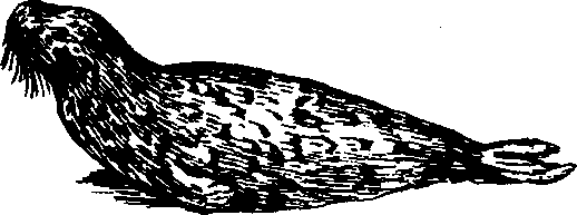 Hình 757. Thạch sùng - Hemidactylus frenatus