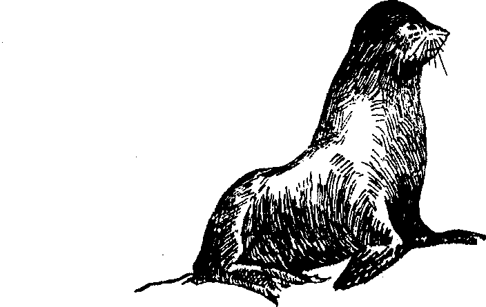 Hình 758. Thạch sùng - Hemidactylus frenatus