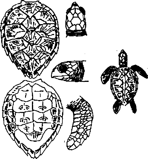 Hình 761. Thạch sùng - Hemidactylus frenatus