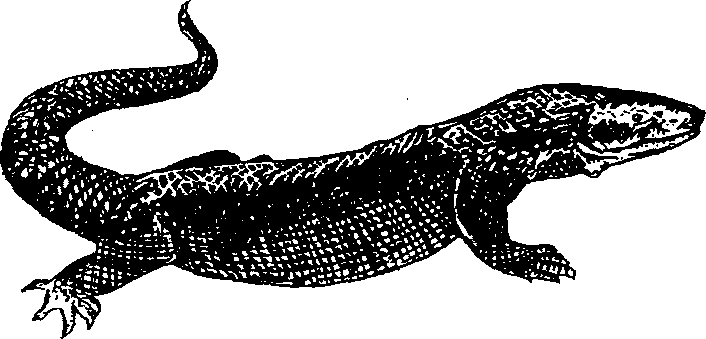 Hình 762. Thạch sùng - Hemidactylus frenatus
