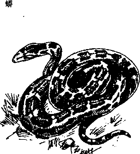 Hình 765. Thạch sùng - Hemidactylus frenatus