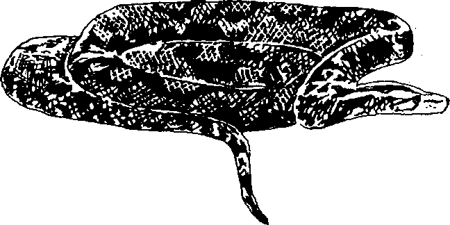 Hình 766. Thạch sùng - Hemidactylus frenatus