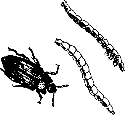 Hình 771. Con quy - Anphitobius diaperinus