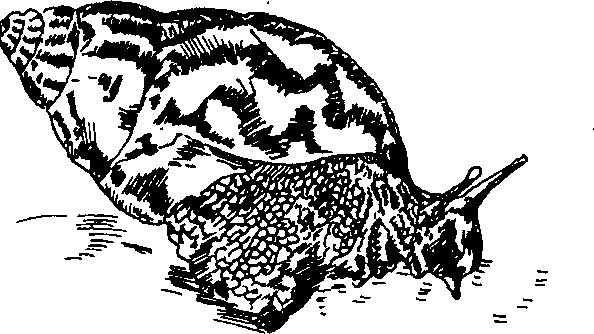 Hình 772. Con quy - Anphitobius diaperinus